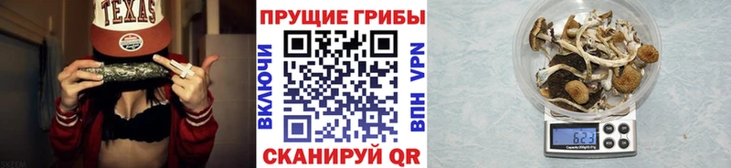кракен ССЫЛКА  даркнет сайт  Кировград  Псилоцибиновые грибы Psilocybe 